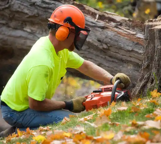 tree services Frazeysburg